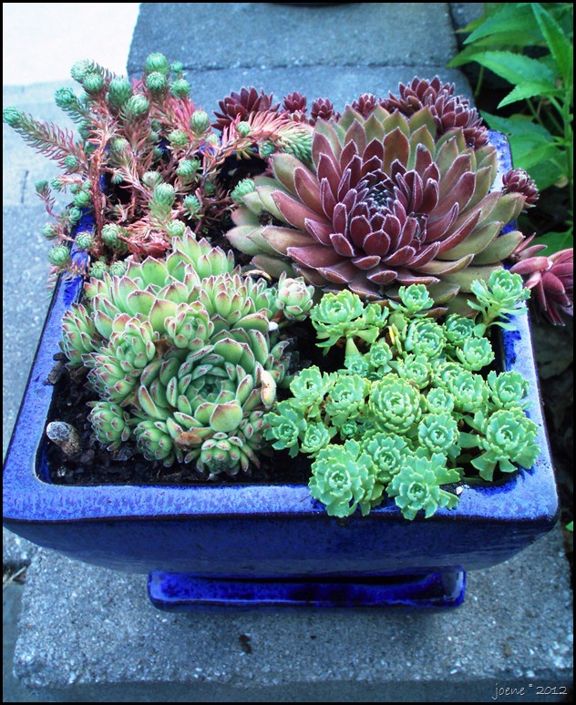 sedum 4