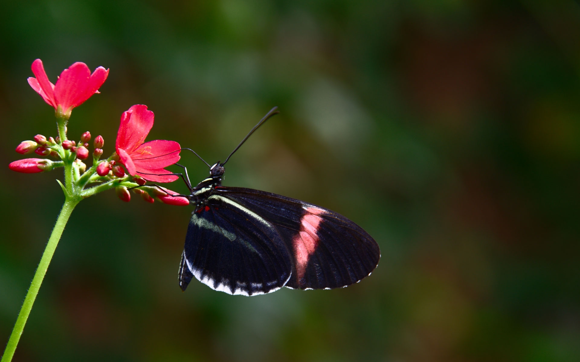 Черная бабочка на красном цветке загрузить
