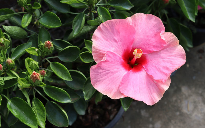 Hibiscus: 5 Fast Facts