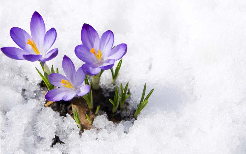 Spring Having Cold Weather Take Advantage of the Cold Wet Spring! | Van Putte Gardens