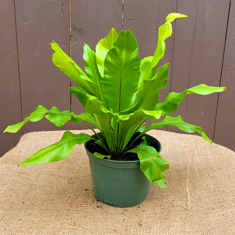 Birdsnest Fern 6 Pot Van Putte Gardens 