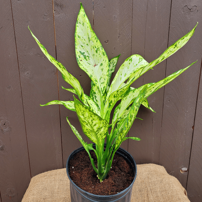 Dumb Cane Vesuvius 10" Pot Van Putte Gardens