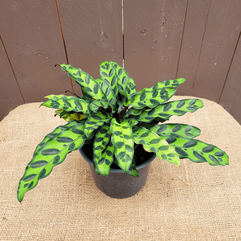 Rattlesnake Plant 6