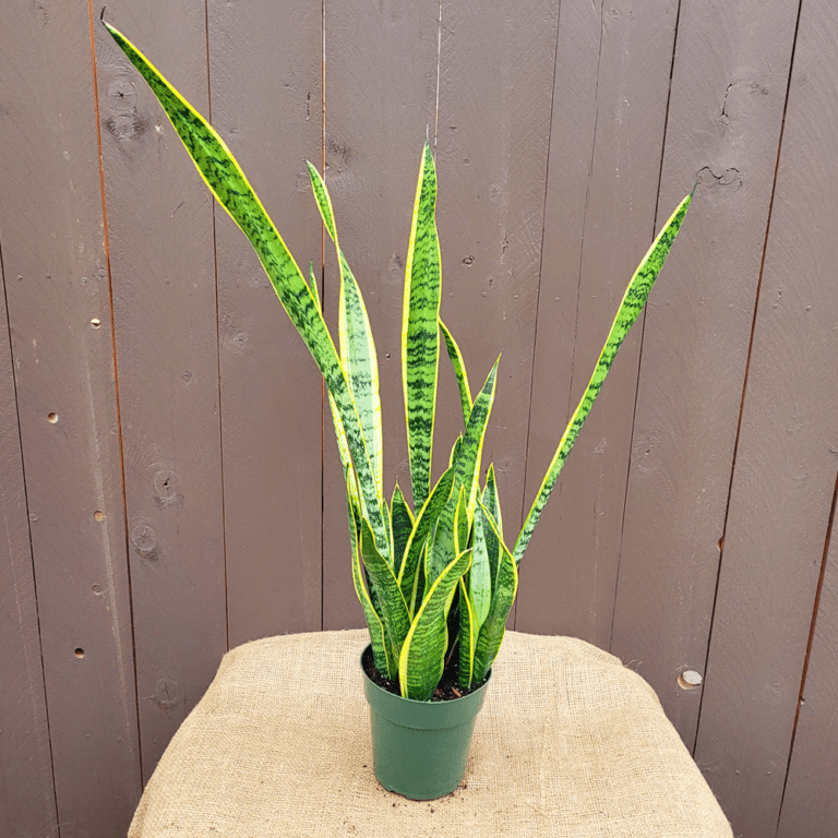 Snake Plant 6