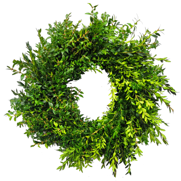 20" Fresh Plain Boxwood Wreath