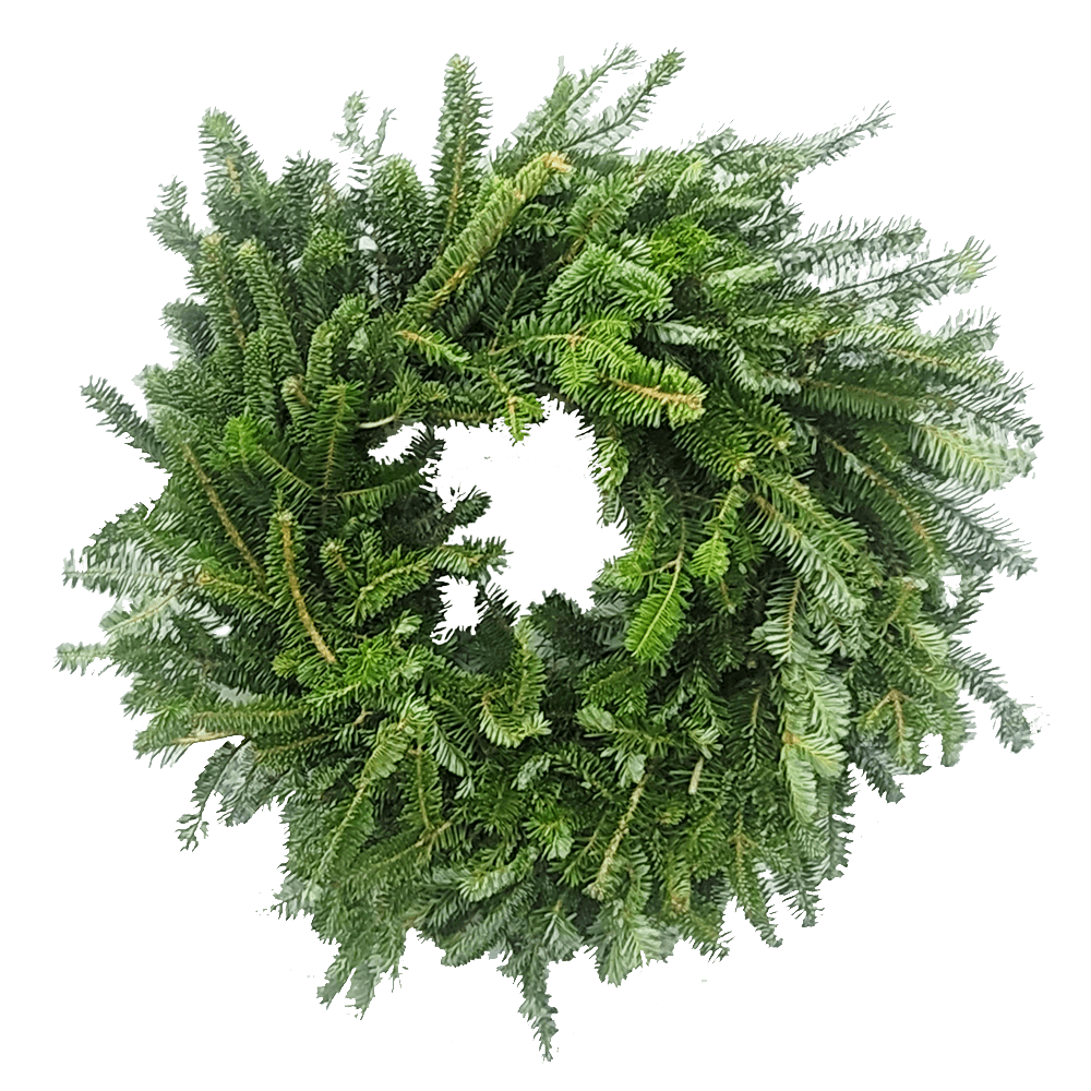 20 Fresh Plain Fraser Fir Wreath Van Putte Gardens