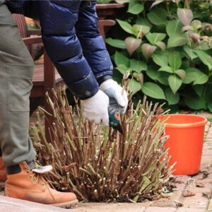 Cut Back With Confidence: Fall Pruning 101 - $5