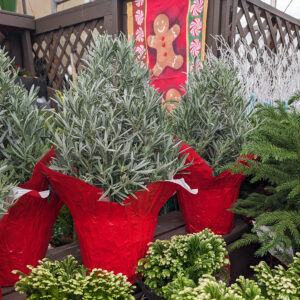 Lavender Christmas Tree 6" Pot