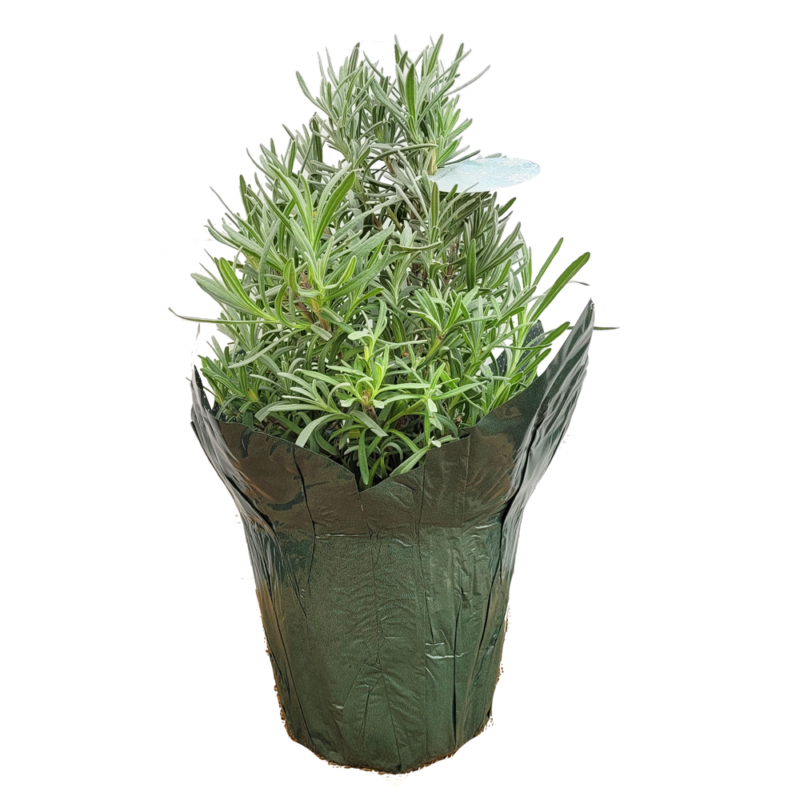 Lavender Christmas Tree 6" Pot Van Putte Gardens