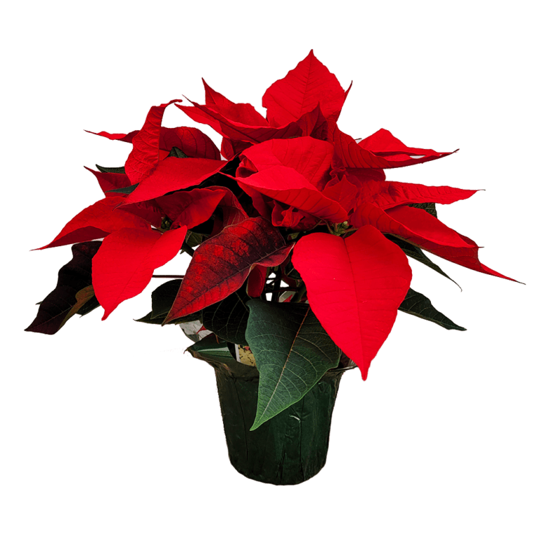 Premium Poinsettia 4" Pot Van Putte Gardens