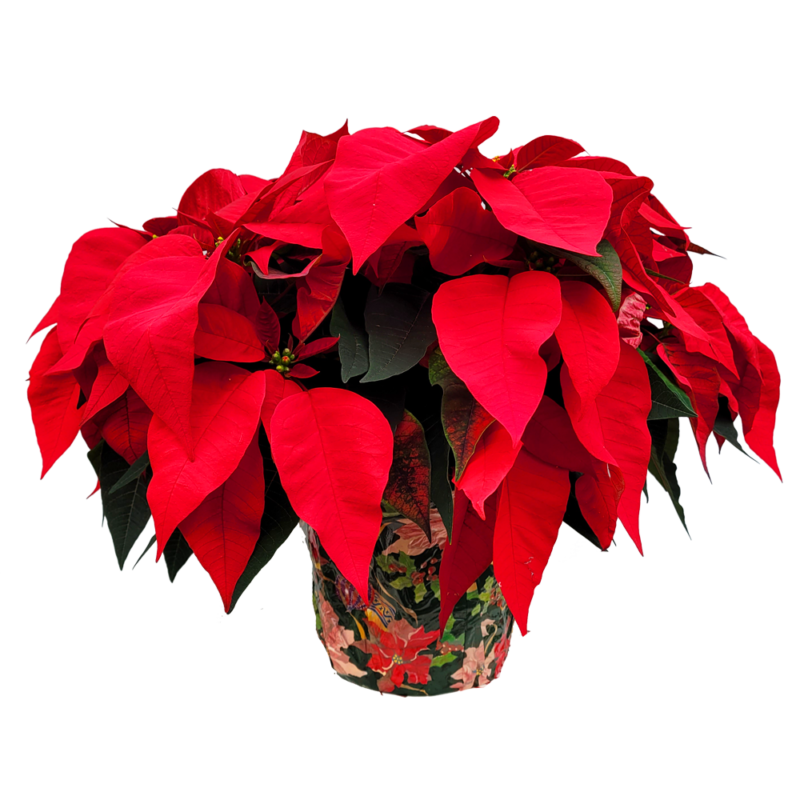 Premium Poinsettia 8" Pot Van Putte Gardens