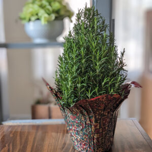 Rosemary Christmas Tree Pot 6"