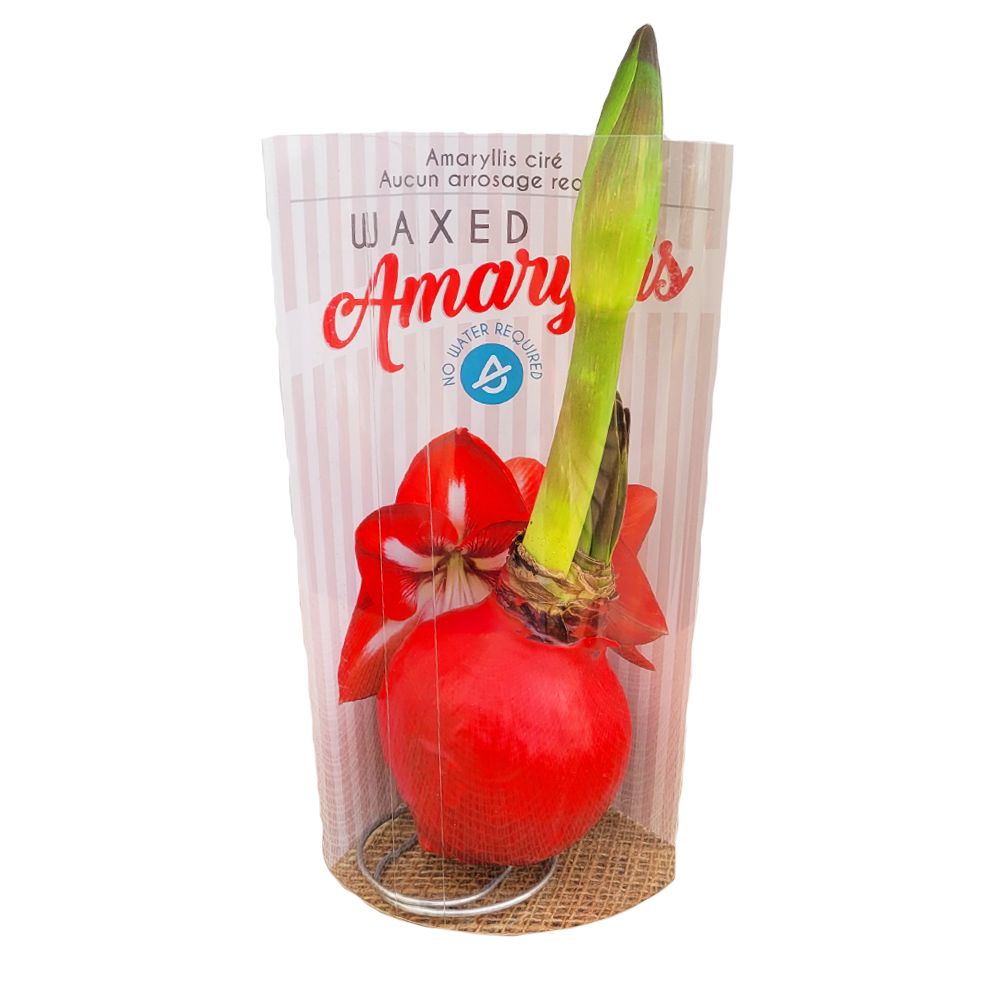 Wax Amaryllis Bulb Van Putte Gardens