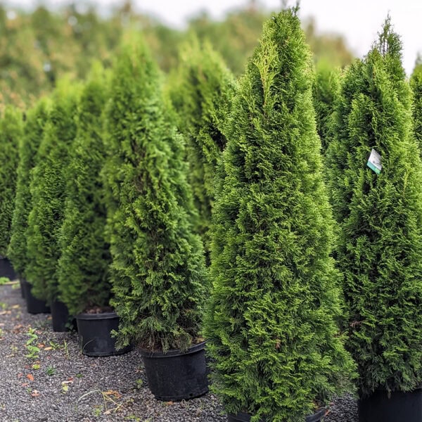Arborvitae - Emerald Green - 10 gallon pot (6')