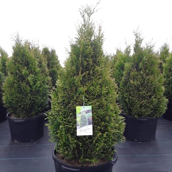 Arborvitae - Junior Giant - 10 gallon pot (3.5-4')