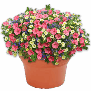 14" Planter Combo - Bermuda Skies