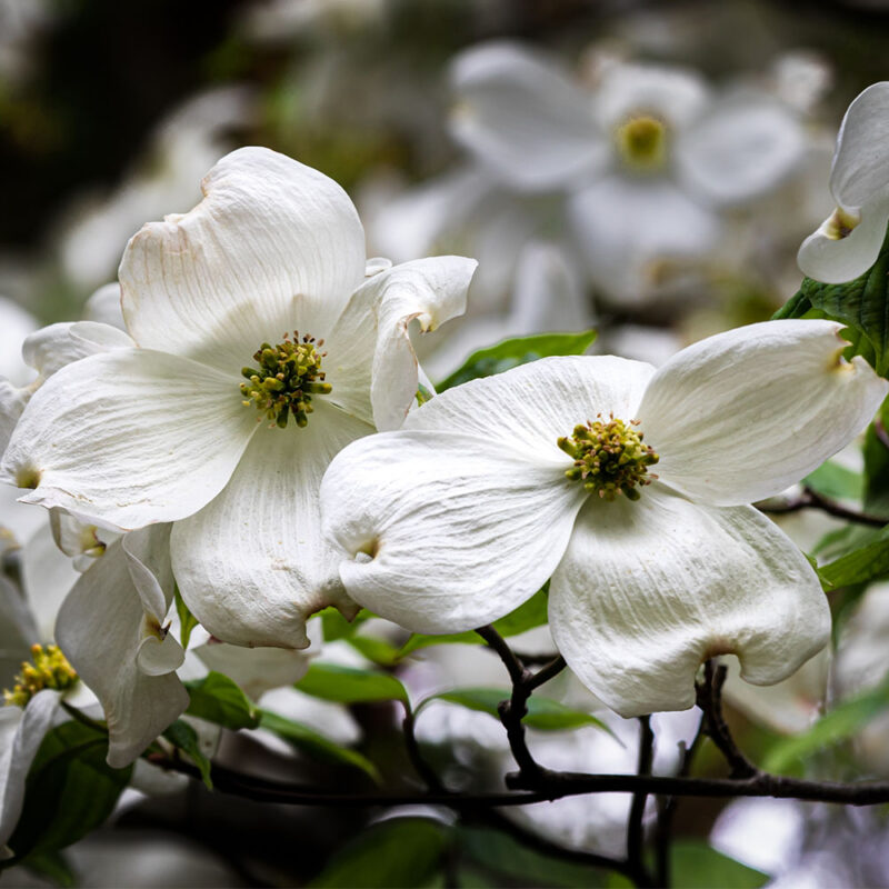 Flowering Dogwood Kousa Venus 2" Caliper B&B Van Putte Gardens
