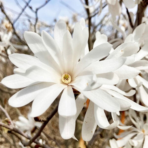 Magnolia - Royal Star - 5' Clump B&B