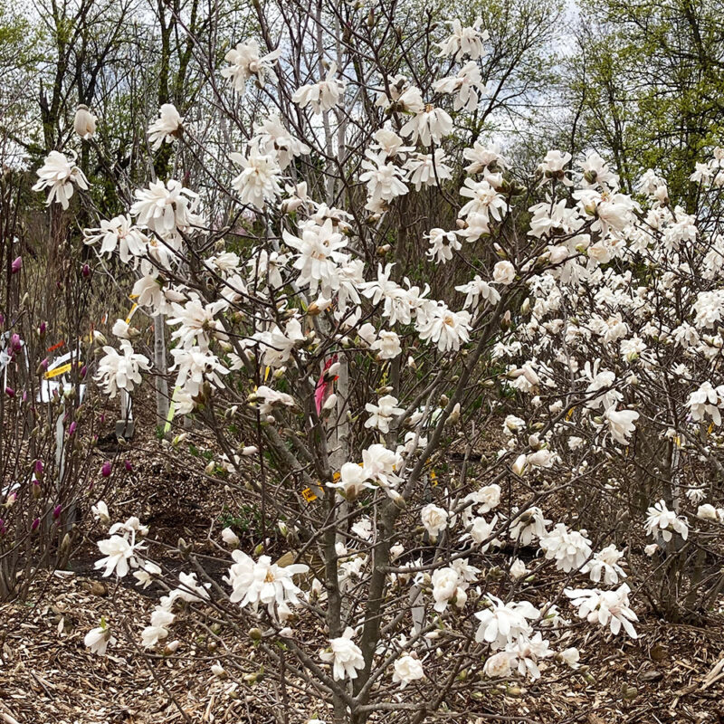 Magnolia - Royal Star - 5' Clump B&B | Van Putte Gardens