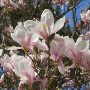 Magnolia - Pink Saucer - 1.75" Caliper B&B