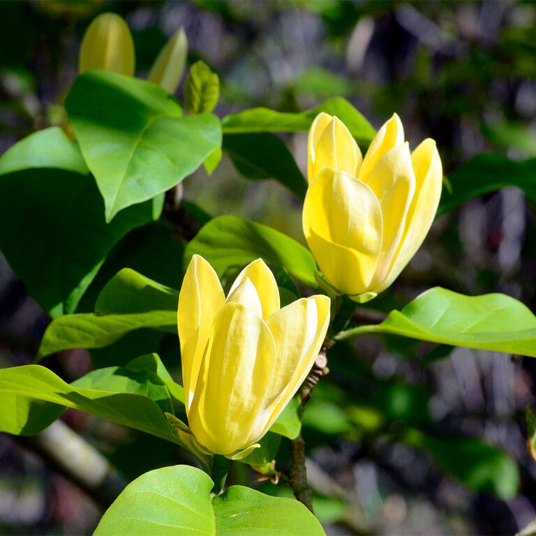 Magnolia Yellow Bird 15 gallon Van Putte Gardens