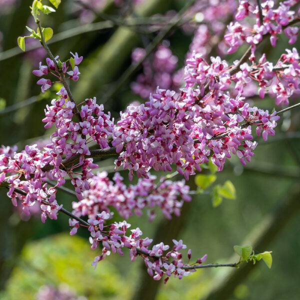 Eastern Redbud - 2" Caliper B&B