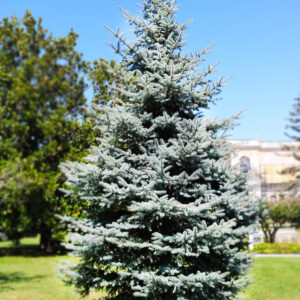 Spruce Tree - Blue - 5-6' h B&B
