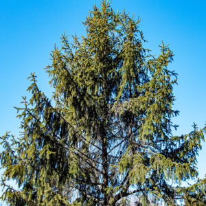 Spruce Tree - Norway - 7-8' h B&B