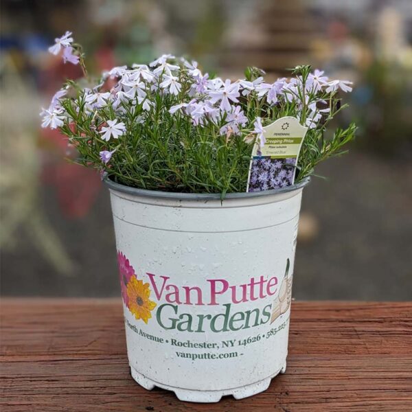 Creeping Phlox Subulata 'Emerald Blue'