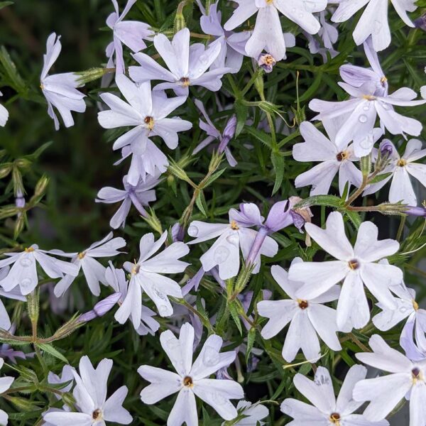 Creeping Phlox Subulata 'Emerald Blue' - Image 2