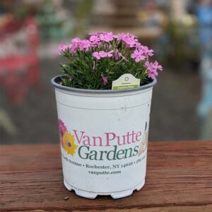 Creeping Phlox Subulata 'Emerald Pink'