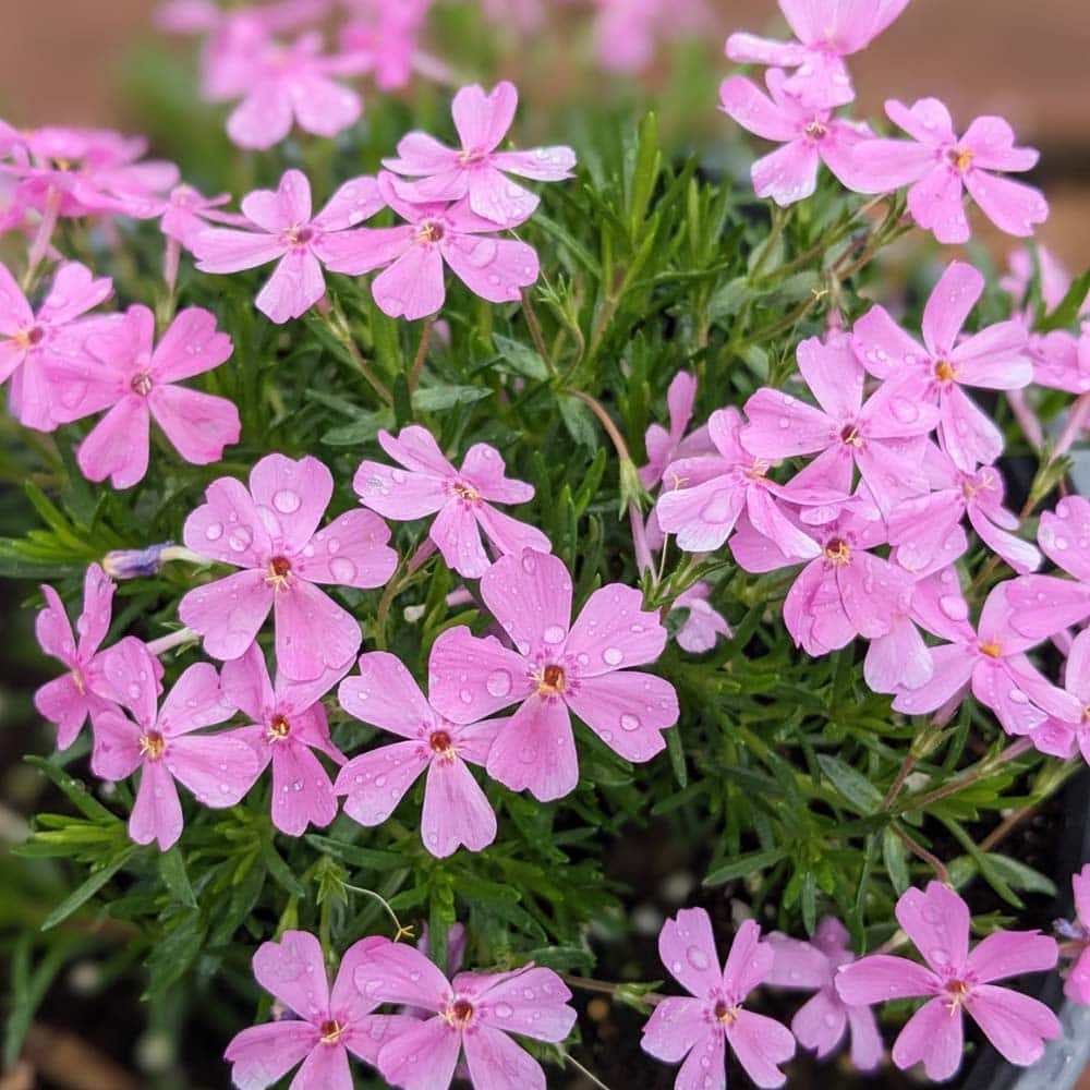 Creeping Phlox Subulata Emerald Pink Van Putte Gardens Creeping Phlox Subulata Emerald Pink Van Putte Gardens