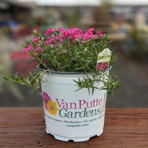Creeping Phlox Subulata 'Spring Scarlet'
