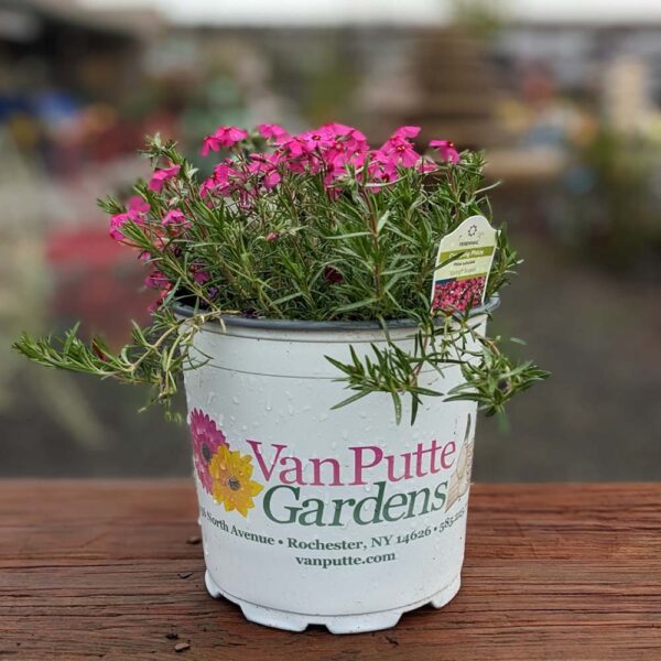 Creeping Phlox Subulata 'Spring Scarlet'