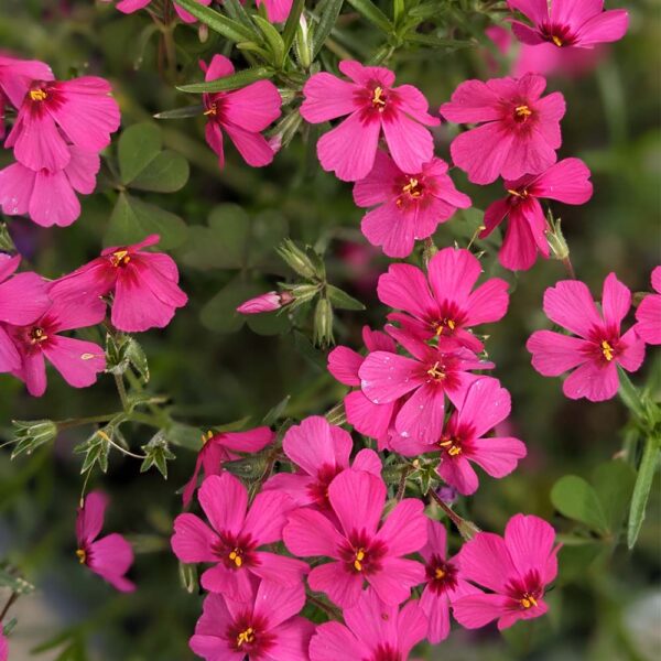 Creeping Phlox Subulata 'Spring Scarlet' - Image 2