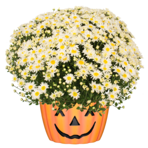 12" Mum Pumpkin Planter Edith White