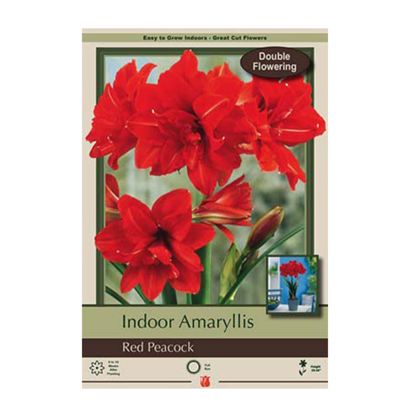 Amaryllis Bulb 34CM - Red Peacock | Van Putte Gardens