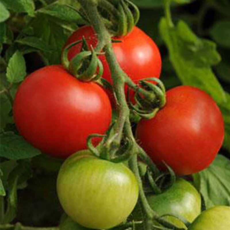 marchfourth ticket tomato july 4