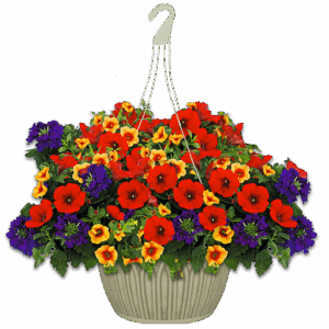 12" Hanging Basket Combo - Calypso