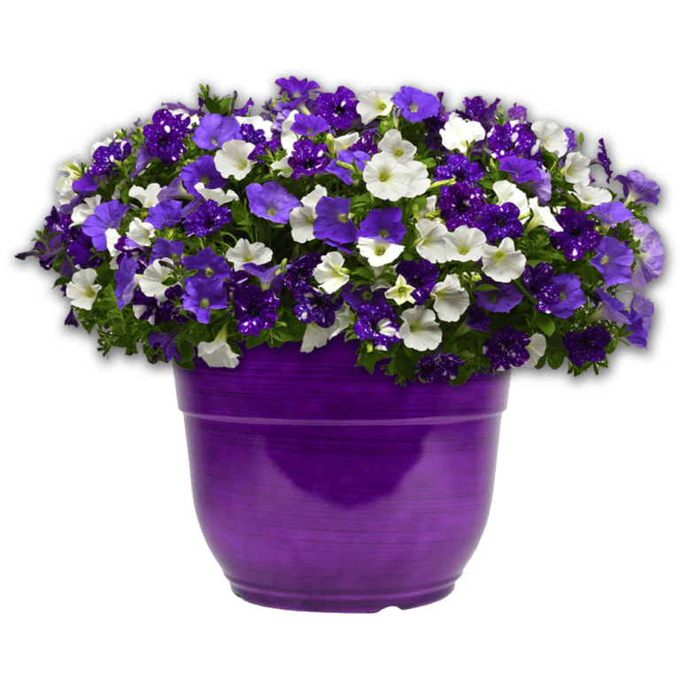 14-fancy-planter-combo-sky-s-the-limit-van-putte-gardens