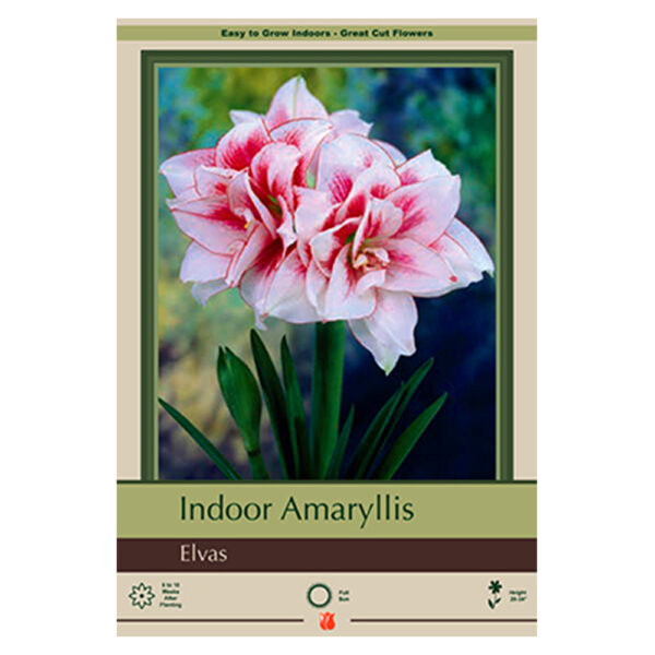 Amaryllis Elvas Bulb 34CM