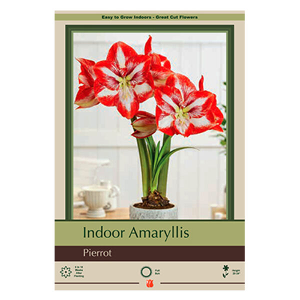 Amaryllis Bulb Pierrot Bulb 34CM