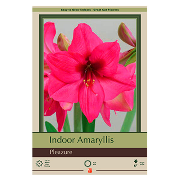 Amaryllis Pleasure Bulb 34CM