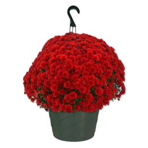 10" Hanging Basket Mum Cranbury Red