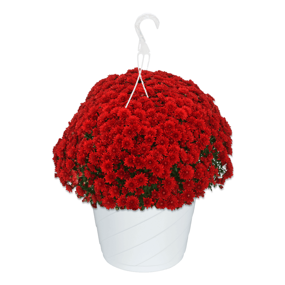 10" Hanging Basket Mum Cranbury Red Van Putte Gardens