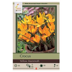 Crocus Yellow Mammoth Bulb 10PP