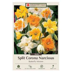 Daffodil Butterfly Mixture Bulb 7PP