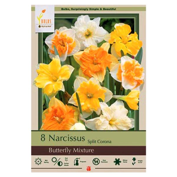 Daffodil Butterfly Mixture Bulb 8PP