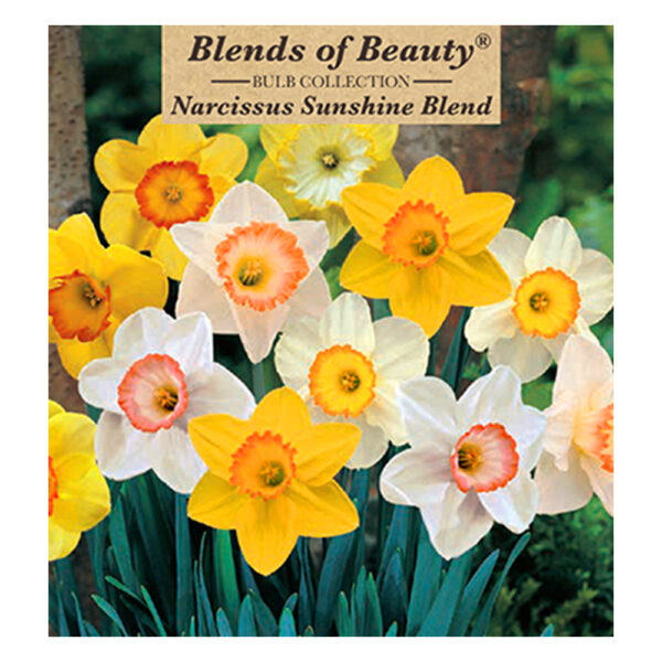 Daffodil Sunshine Blend Bulb 14PP