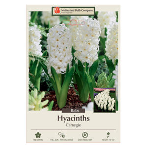 Hyacinth Carnegie Bulb 5PP